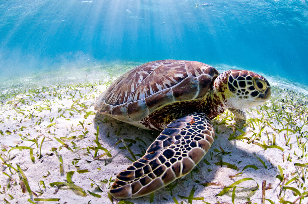 Dia mundial dos oceanos