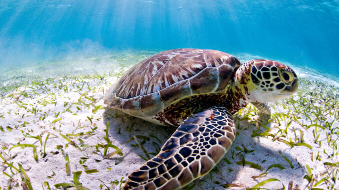 dia mundial dos oceanos